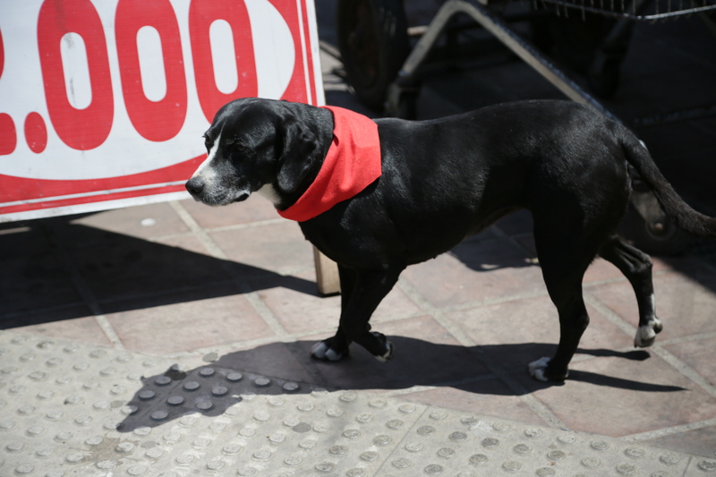 Marcha en Cartagena, perro Matapacos